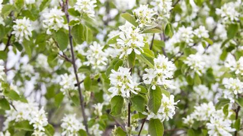 Image result for Serviceberry Tree Varieties