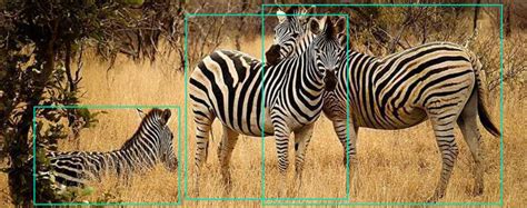 Computer Vision Wildlife 的图像结果