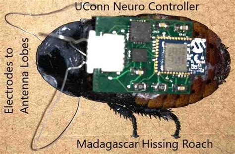 Remote Controlled Cockroach 的图像结果