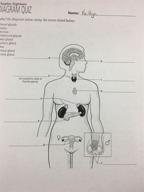 Endocrine System Diagram | Quizlet