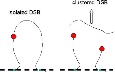 Image result for Local Effect Model