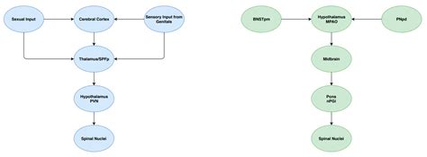 Premature Ejaculation: Aetiology and Treatment Strategies