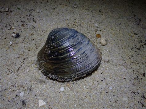 Clam Anatomy, Types, Habitat, Mollusk, Bivalve Marine Life, 50% OFF