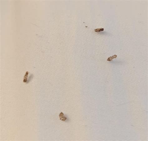 Carpet Beetles or Bed Bugs : r/Bedbugs