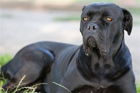 Cane Corso Dogs Attack 的图像结果
