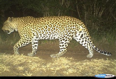 Camera Traps 的图像结果