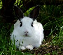 Image result for Springtime Bunnies