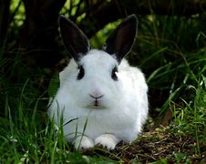 Image result for Wild Rabbit White Background