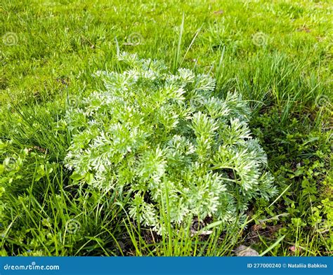 Closeup of Fresh Growing Sweet Wormwood Artemisia Annua, Sweet Annie ...