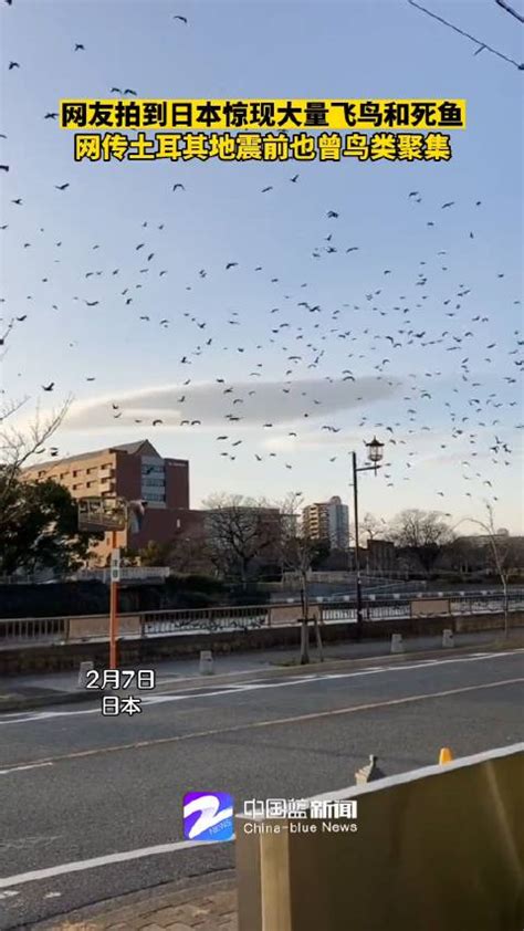 网友拍到日本惊现大量飞鸟和死鱼……|日本|土耳其|地震_新浪新闻