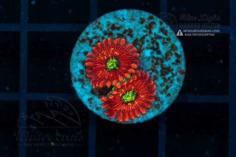 Zoanthus Red Magicians (WCC)(Filter)-ZOA_251229_042