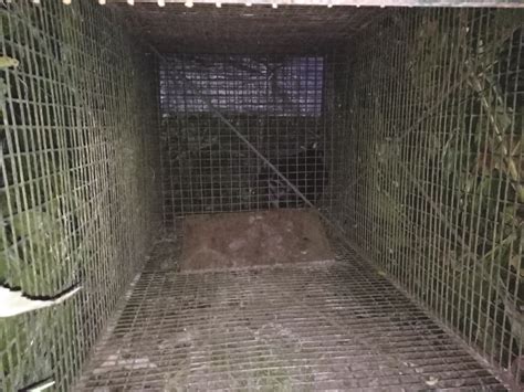 Foresters set up cages to trap leopard who killed 7-year-old boy in ...