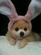 Image result for Bunny and Puppy