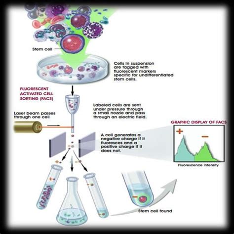 Image result for Fluorescent Activated Cell Sorting Lecture