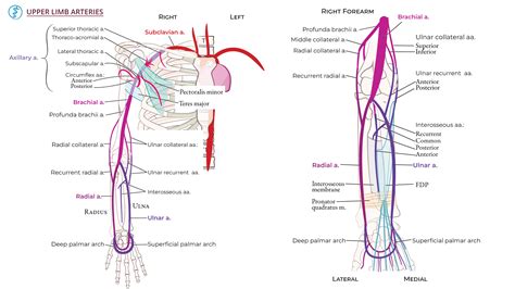 Upper Limb Vessels
