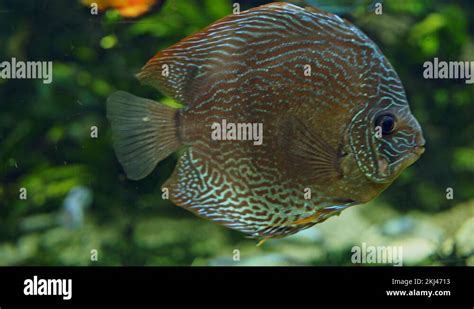 Image result for Blue Discus Fish
