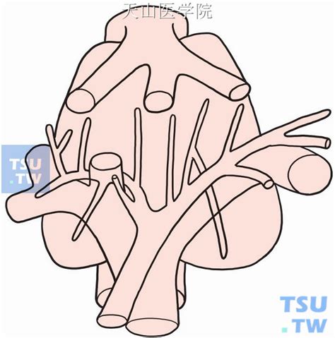 【图】胆囊和胆管手术应用解剖（结构图解） - 外科手术学 - 天山医学院