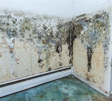 Home Exercise Program for Beginners 的图像结果