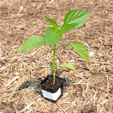 Young Bell Pepper Plant