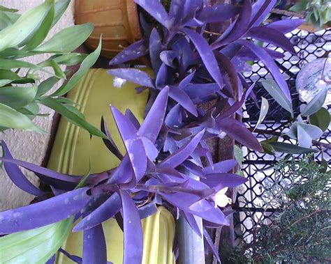 Garden Care Simplified: Purple Colored Leaf Plant Tradescantia ...