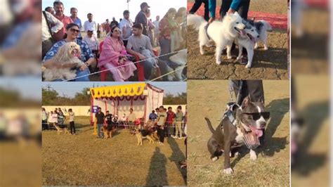 Rewa में पहली बार डॉग शो, ग्रेट डेन, जर्मन शेफर्ड, लैब्राडोर और गोल्डन ...