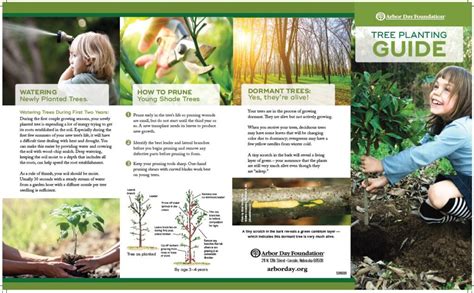 Image result for Tree Planting Guide