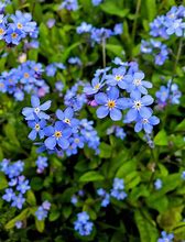 Image result for Blue Garden Flowers Perennials
