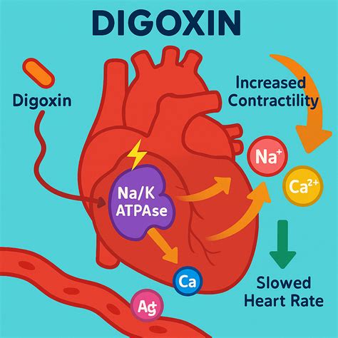 Mechanism of Action of Digoxin