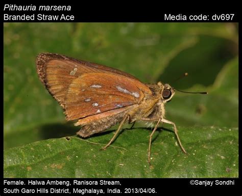 Pithauria marsena (Hewitson, [1866]) - Branded Straw Ace | Butterfly