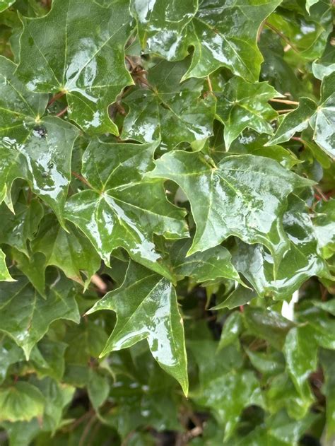 Acer 'Ample Surprise' - Ample Surprise maple | The Dawes Arboretum