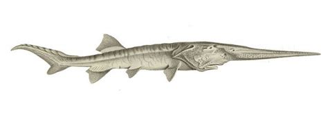 The Chinese Paddlefish Becomes the First Extinct Species of 2020 | The ...