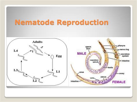 PPT - Phylum Nematoda and other Pseudocoelomate Animals, Chapter 9, Zoology PowerPoint ...