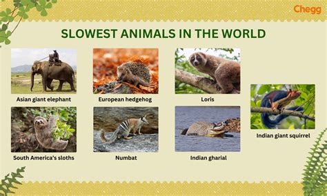 7 Slowest Animal in the World: Fascinating & Peaceful List