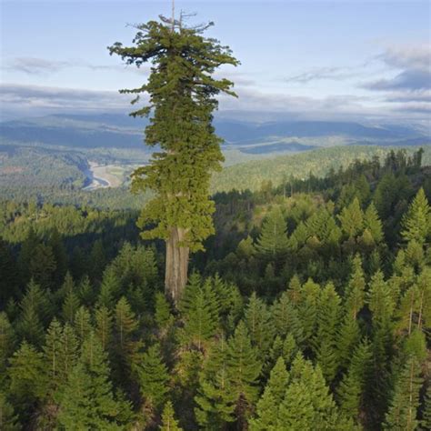 Tallest Native Tree 的图像结果
