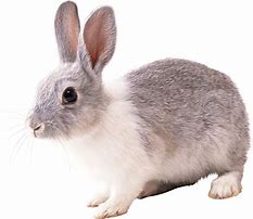 Image result for Rabbit Clear Background