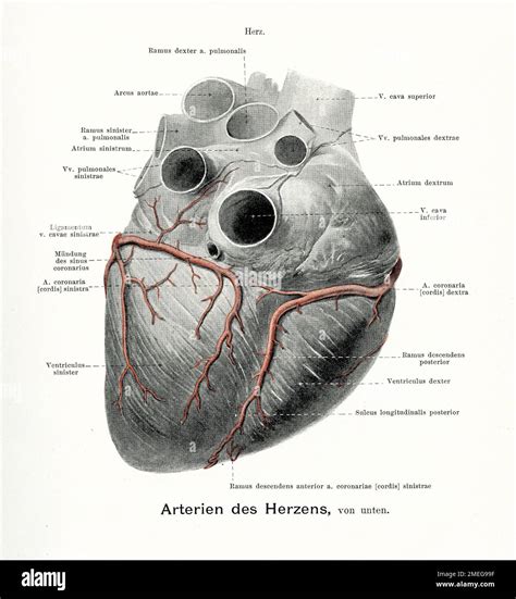 Posterior Heart Anatomy Heart Anatomy TrialQuest Inc.