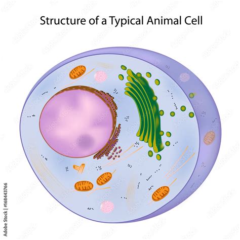 Cell Structure Unlabeled 的图像结果