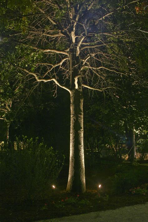 Landscape Tree Lighting 的图像结果