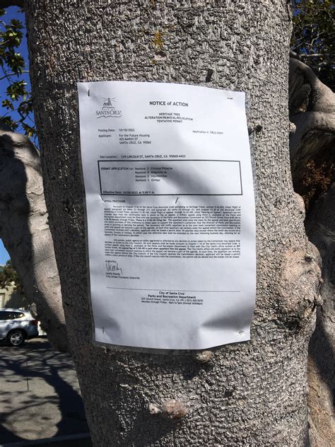 Lot 4 trees have received a death sentence. Will these trees receive a ...