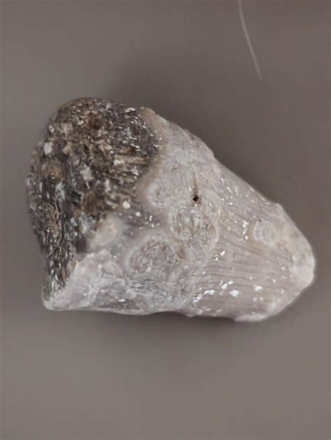 Possible Horn/Rugose Coral Fossil : r/fossilid