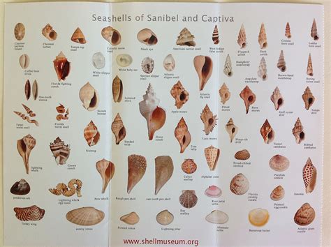 Sanibel Island - Lighthouse Beach and the Seashell Museum