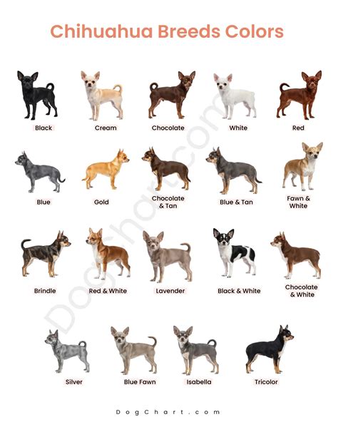 Chihuahua Breeds Colors with Pictures & Coat Patterns Guide