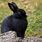 Image result for Cute Aesthetic Bunny Profile Pictures
