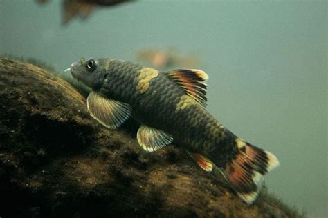 Panda Garra 3.5cm – Best4Pets