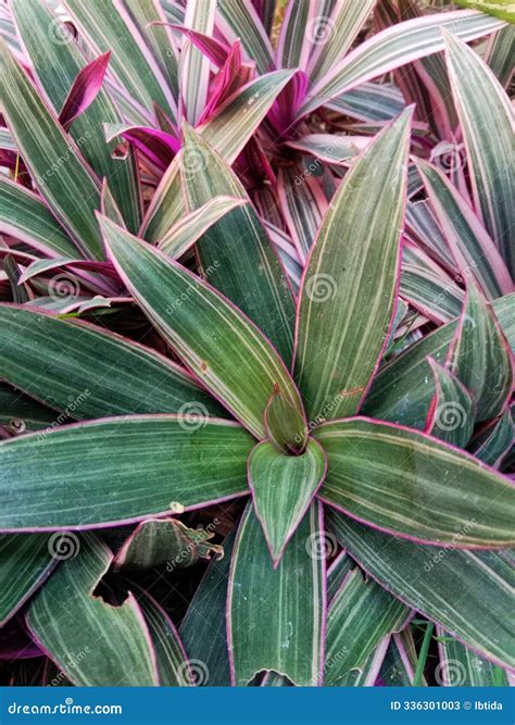 Tradescantia Spathacea Aka Oyster Plant, Moses In The Cradle Royalty ...