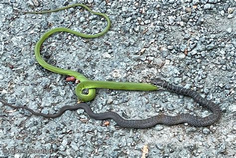 Northern Black Racer