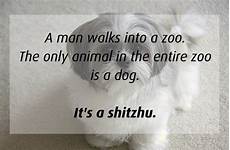 Dumb Joke by Jokes That Are So Dumb They Re Actually Dumb Joke