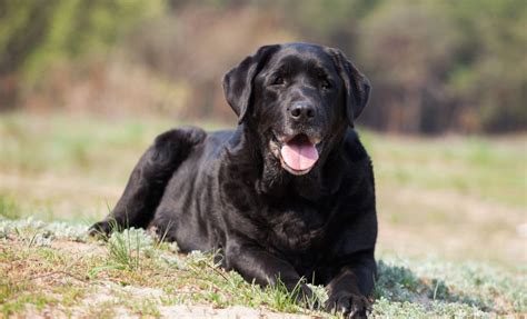 Image result for Labrador Retriever All Colors
