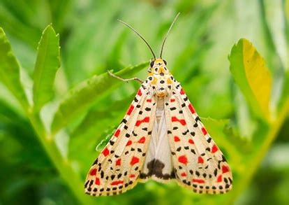 Image result for The Moth.org