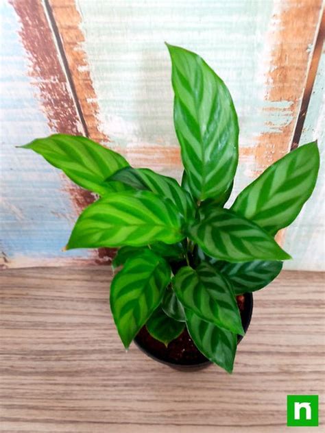 Buy Calathea concinna freddie, Calathea concinna - Plant online from ...